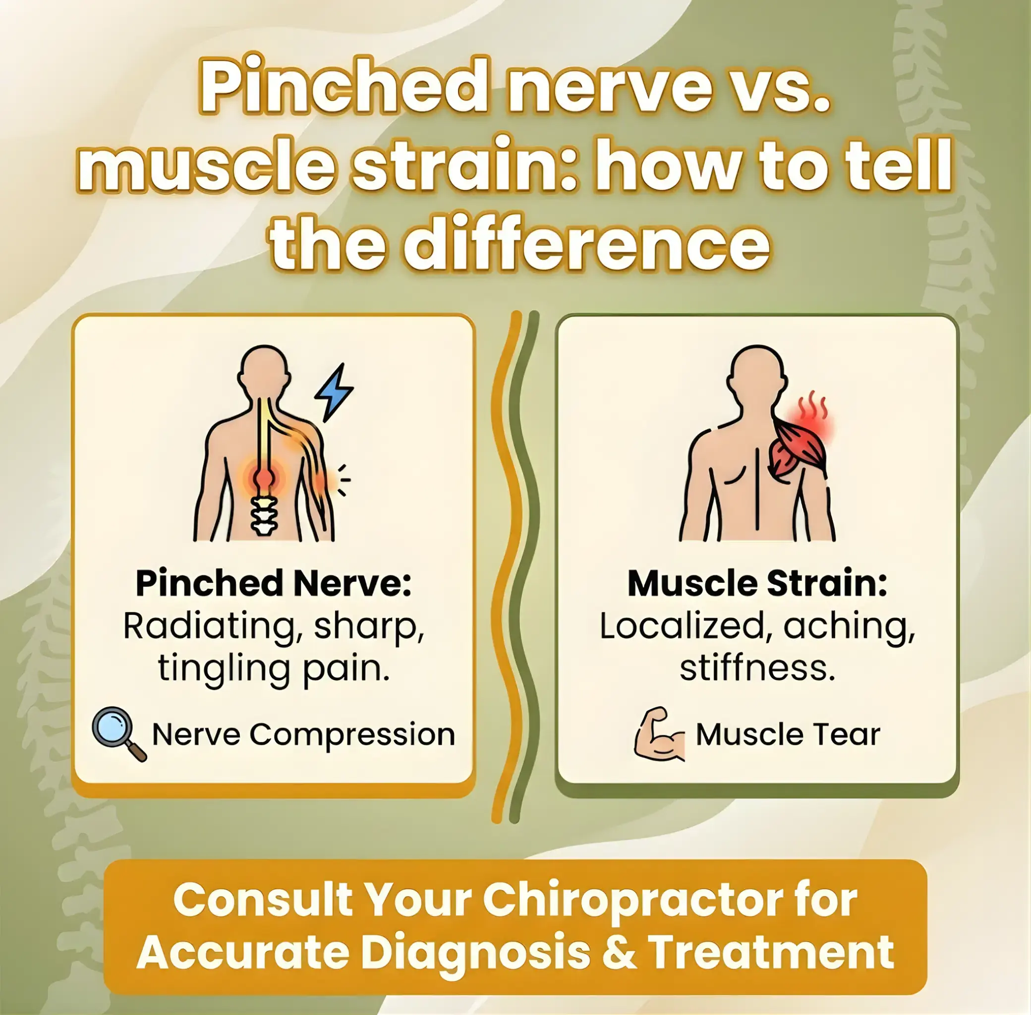 Alt text: "Graphic comparing pinched nerve and muscle strain. Left: Pinched nerve shows radiating pain; right: Muscle strain shows localized pain. Suggests consulting a chiropractor for diagnosis." | Ribley Chiropractic